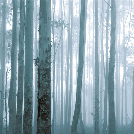 Wallpower Favourites 309144