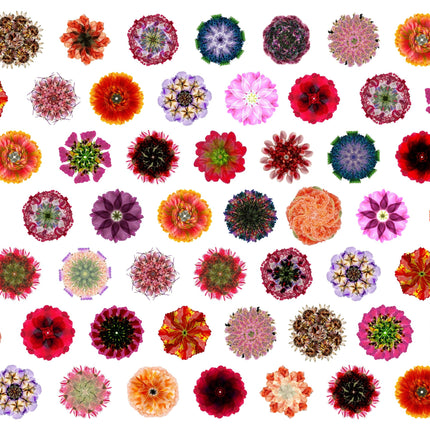 Muster 50 x 50 cm von Flores 3007