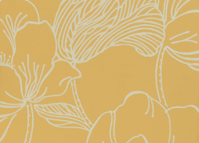Helleborus 5051836620714