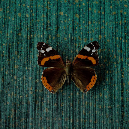 Muster von Museum 307351