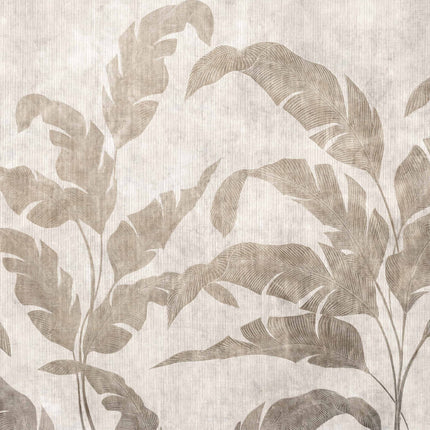 Leaves Shadow B00467