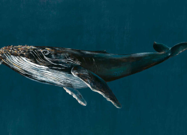 Humpback Whale 9500100V