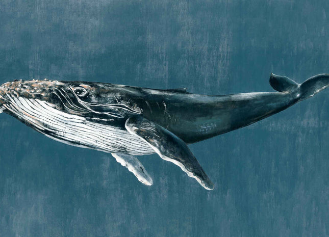 Humpback Whale 9500101V