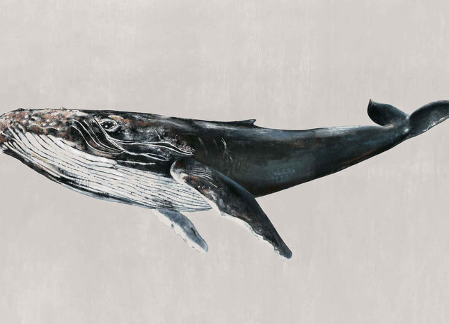 Humpback Whale 9500103N