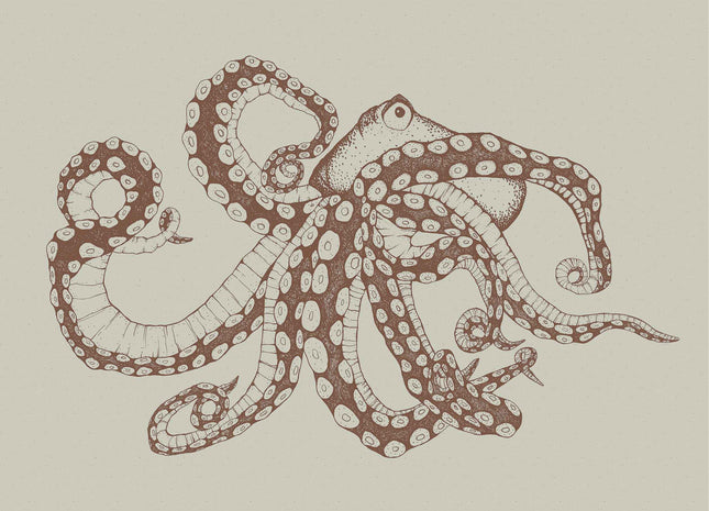 Octopus X-Ray 9500801V