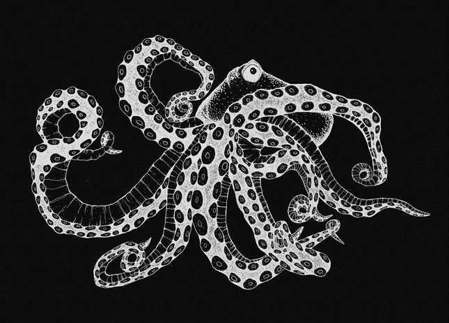 Octopus X-Ray 9500802V