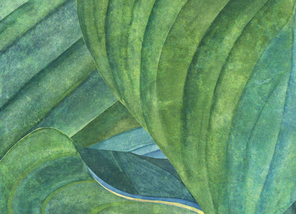 Hosta Aqua DG2HOS1014