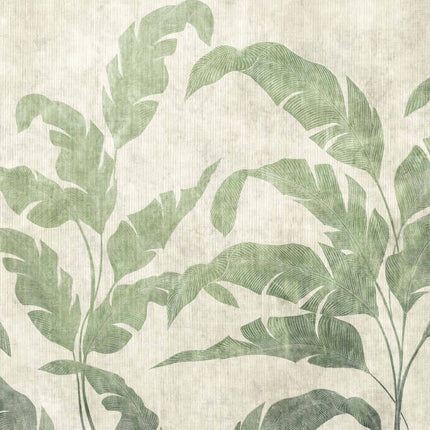 Leaves Shadow B00468