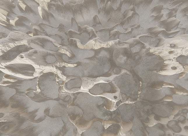 Coral on the wall MU13094V