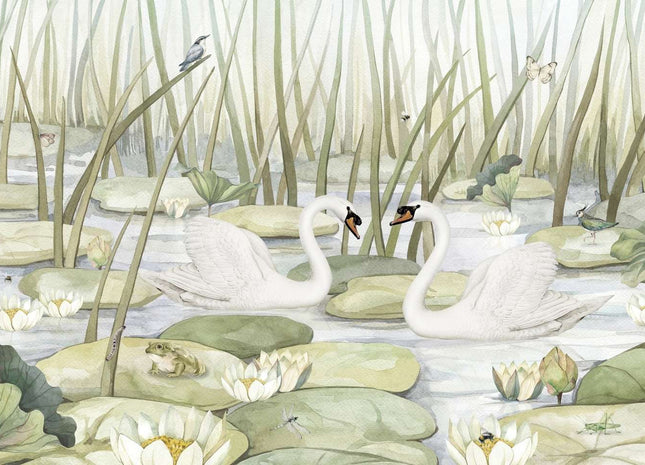 Spectacular Swans